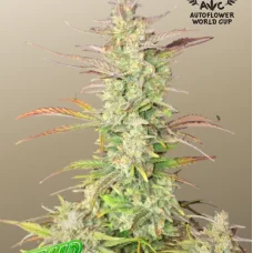 Z-Up Auto™